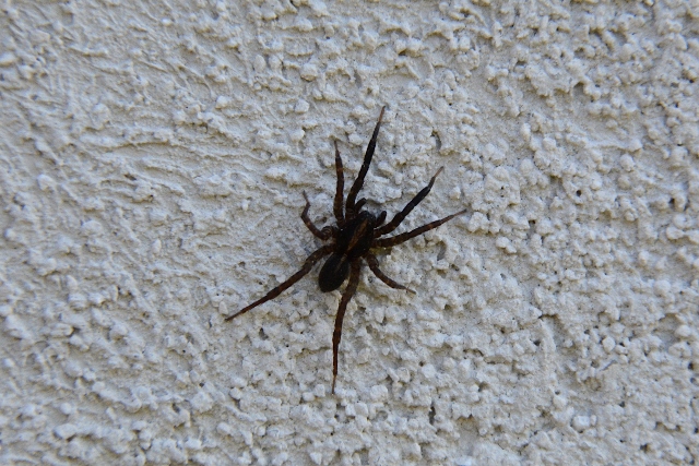 Trochosa sp. - Sassoferrato (AN)